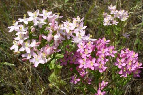 Golsenger pour avoir refusé l'alcool